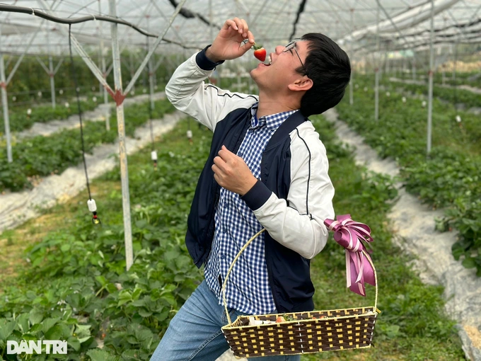 Du khách đến thưởng thức dâu tây và chụp hình tại trang trại của anh Tuấn