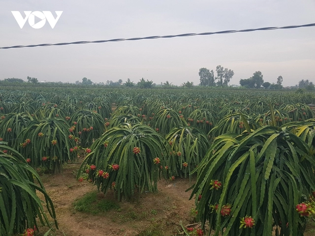 Vườn cây thanh long ở tỉnh Tiền Giang bước vào thu hoạch vụ nghịch với mức giá cao nhất trong năm