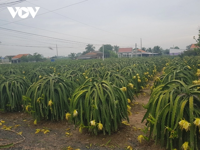 Nhà vườn tỉnh Tiền Giang " xông điện" cho trái thanh long chín vào dịp Tết cổ truyền