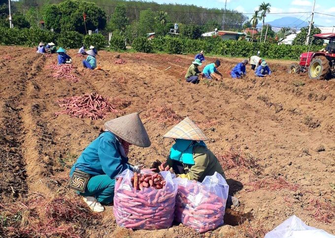 Thương lái thu mua khoai lạng tại Tây Nguyên