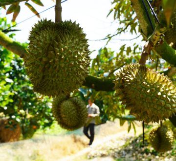Nông sản Việt hút khách Trung Quốc