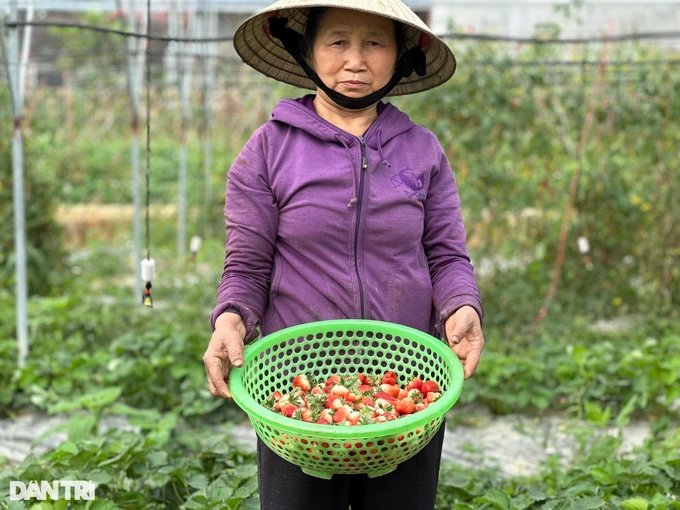 Được trồng hoàn toàn hữu cơ nên những quả dâu tây, cà chua bi đều ăn được ngay tại vườn