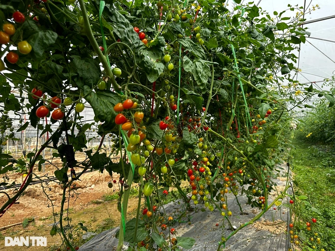 Giống cà chua bi được đưa từ Mỹ về trên mảnh đất khô cằn sỏi đá ở xã Thịnh Sơn, Đô Lương
