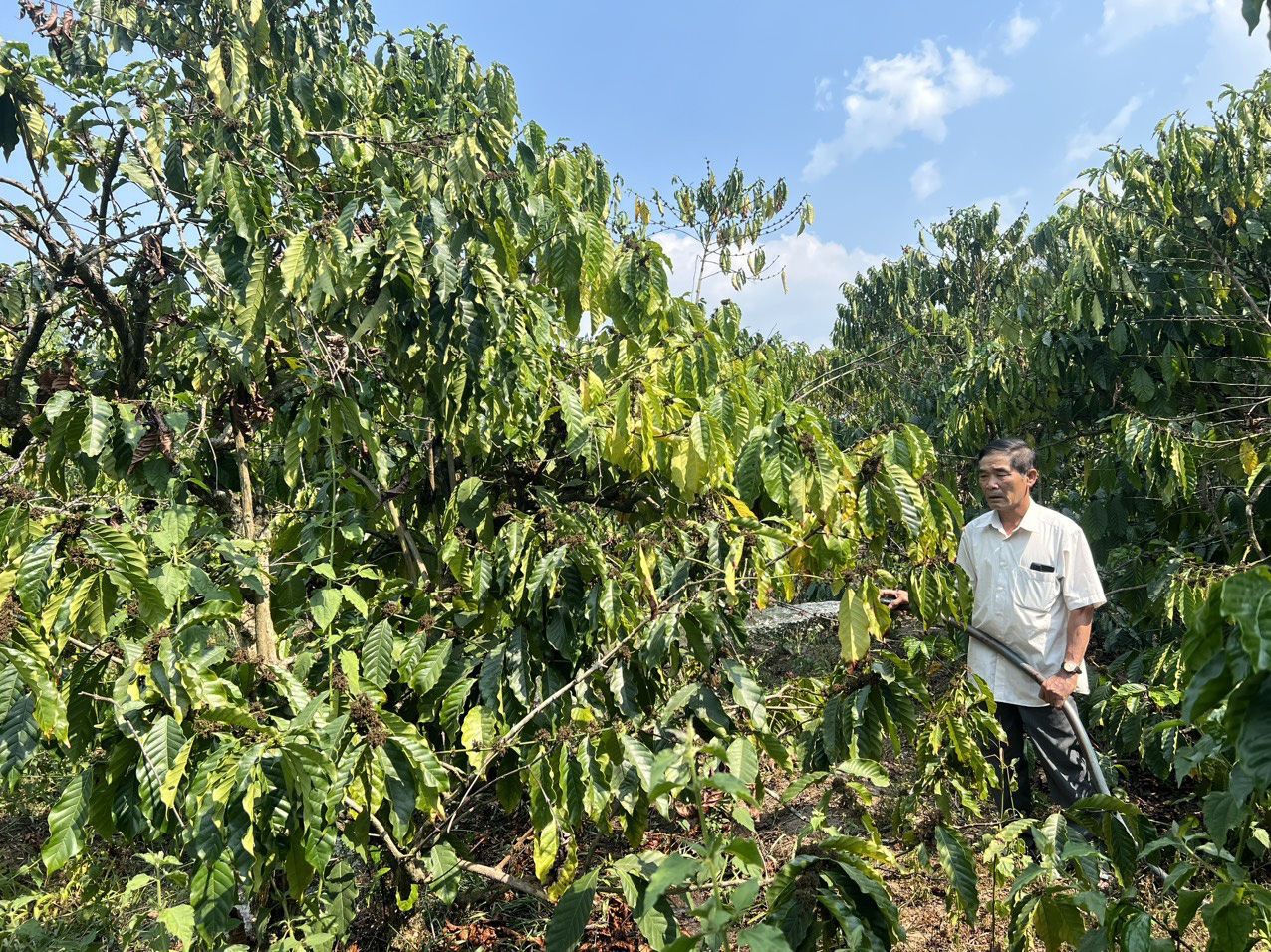 Ông Nguyễn Văn Thành (chủ trang trại ở Ngọc Hồi, Kon Tum) cho hay vốn vay của Agribank được dùng để mua phân bón, hệ thống tưới tiêu... cho vườn cà phê, hồ tiêu và trang trại heo nái