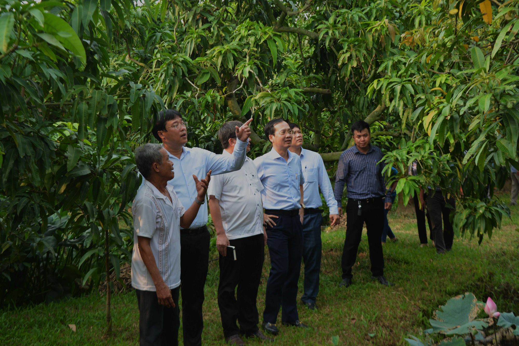 Bí thư Tỉnh ủy Đồng Tháp, ông Lê Quốc Phong (thứ 2 từ trái) tham quan vườn xoài kiểu mẫu tại xã Tịnh Thới, TP Cao Lãnh