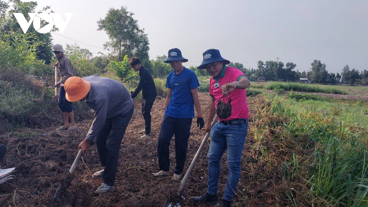 Nông dân huyện Tân Phước, tỉnh Tiền Giang thu hoạch vụ khoai mỡ với niềm vui trúng giá.