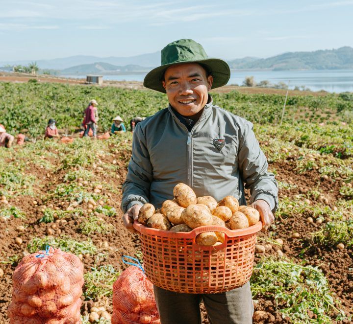 Trồng khoai tây làm snack, nông dân Lâm Đồng lãi nửa tỷ đồng