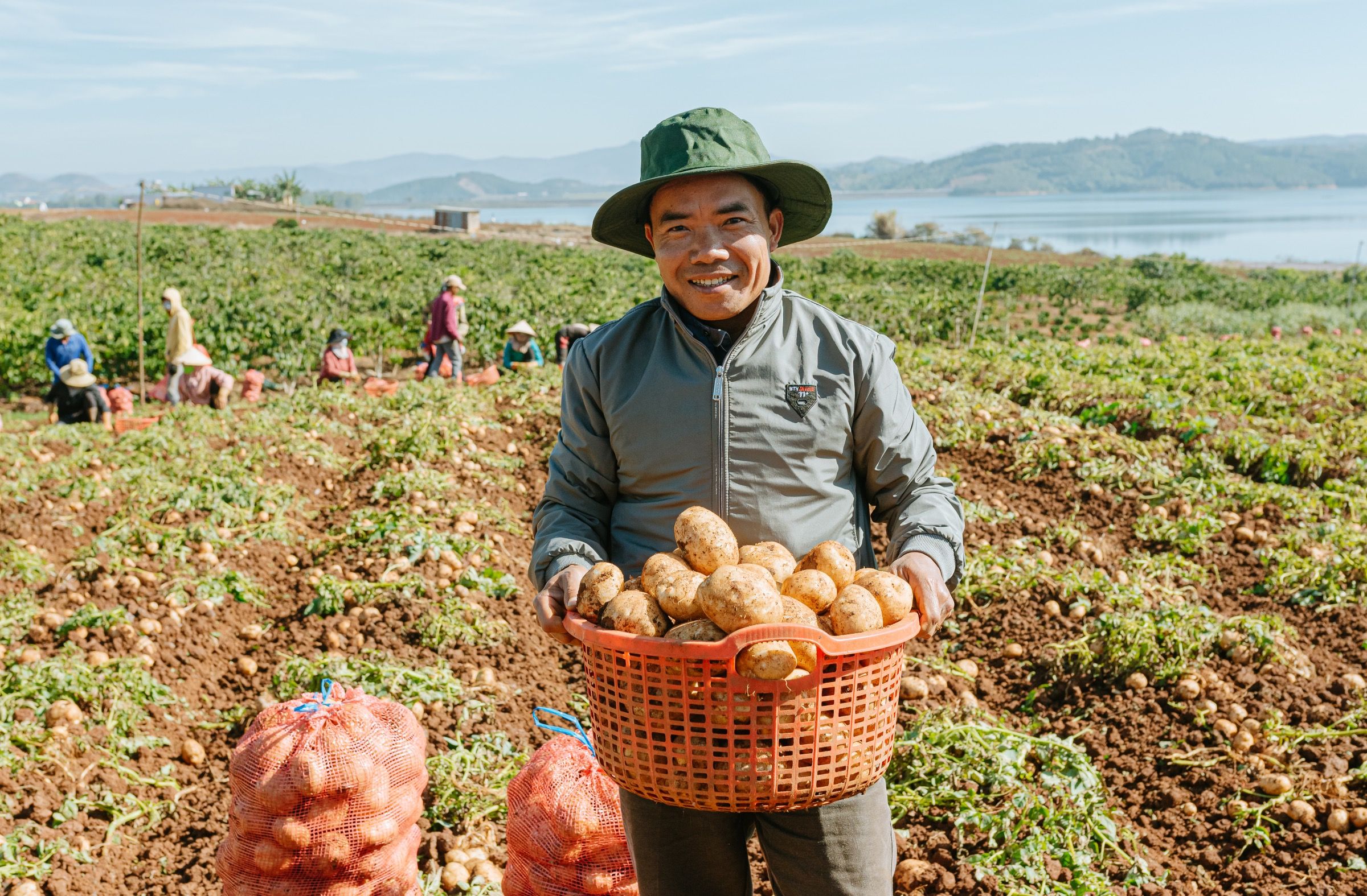 Ông Đặng Xuân Tĩnh đang thu hoạch khoai tây tại Đơn Dương (Lâm Đồng).
