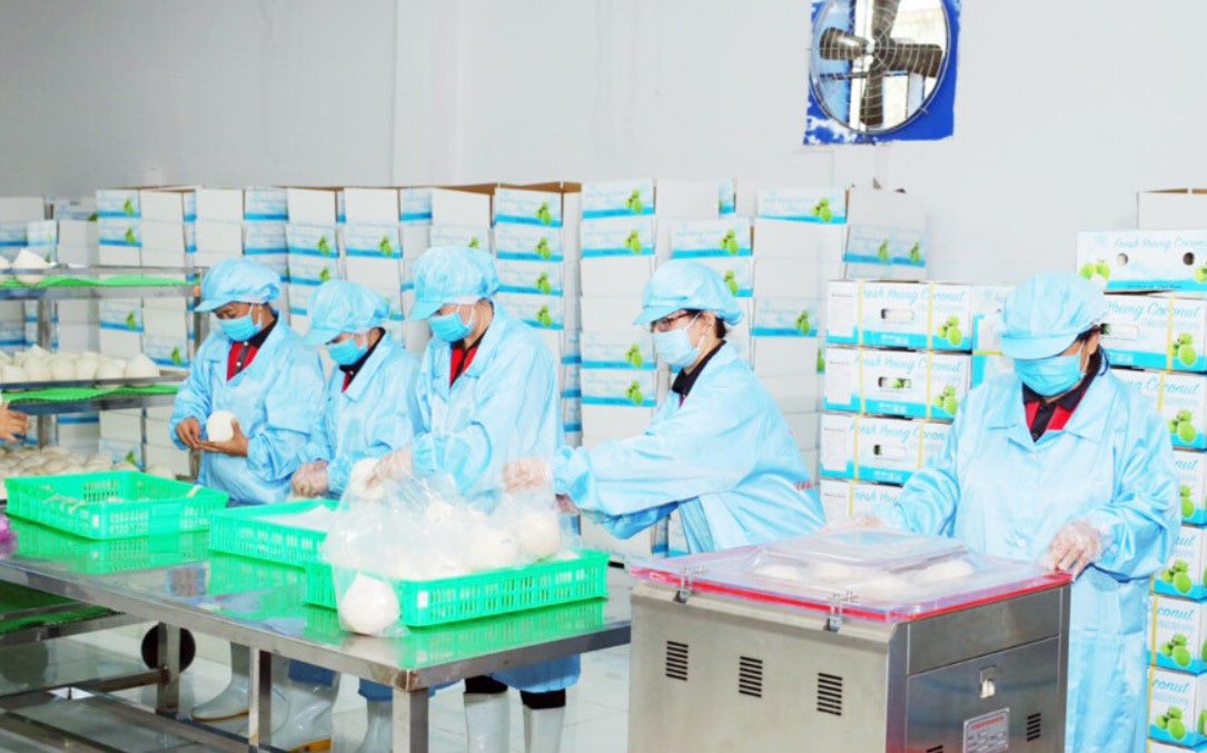 Sơ chế và đóng gói dừa xuất khẩu tại Công ty Vina T&T