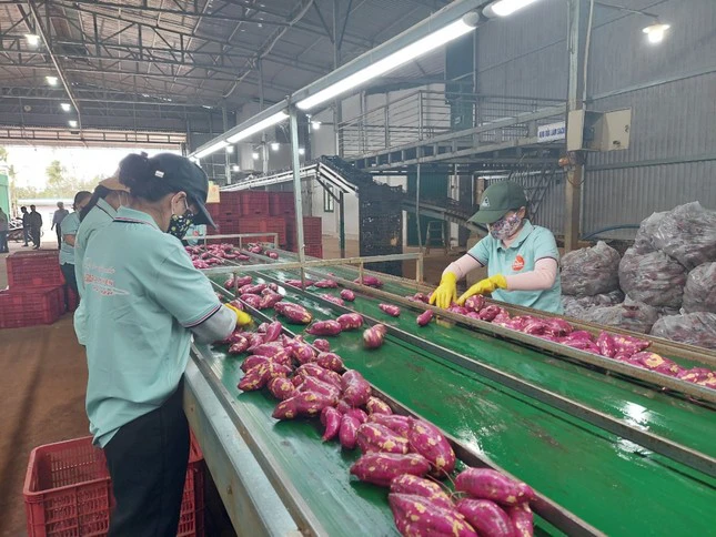 Giá khoai lang tăng mạnh sau khi chính thức được xuất khẩu chính ngạch sang thị trường Trung Quốc