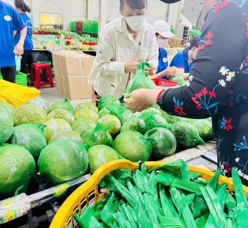 Túi Lưới Nhựa Đựng Bưởi Chita Agri – Giải Pháp Đóng Gói Tối Ưu Cho Nông Sản Việt
