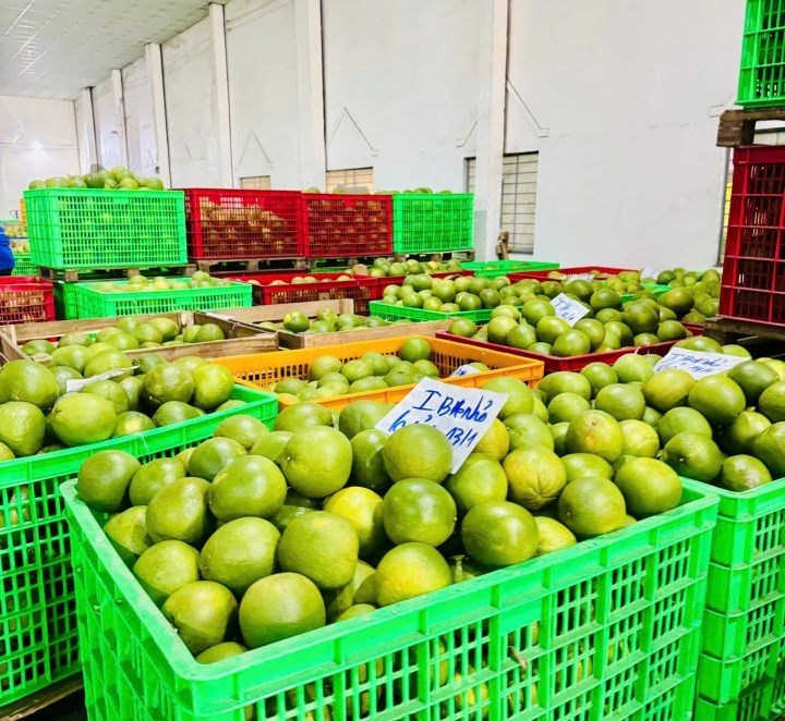 Bưởi Việt xuất khẩu đi Châu Âu – Túi lưới Chita Agri đồng hành nâng tầm nông sản
