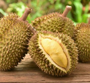 Giải pháp đóng gói tiết kiệm cho mùa xuất khẩu sầu riêng