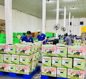 Bí quyết đóng gói tối ưu cho nông sản, trái cây tươi trong vận chuyển xa
