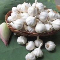 Tỏi Lý Sơn – Đặc sản nổi tiếng & Giải pháp đóng gói bằng túi lưới nhựa Chita Agri