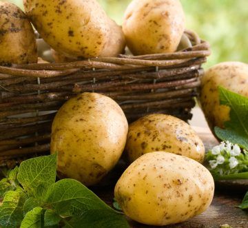 Túi lưới nhựa đựng khoai tây – Giải pháp đóng gói từ nhà vườn đến siêu thị