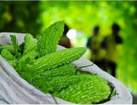 Túi lưới nhựa đựng khổ qua – Giải pháp bao bì tươi ngon cho nông sản