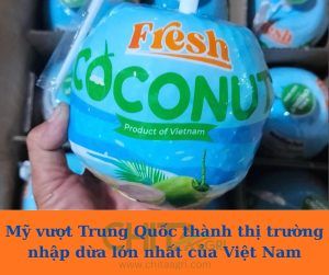 Dừa xuất khẩu bứt phá – Lựa chọn đóng gói an toàn với dây đai nhựa PP Chita Agri