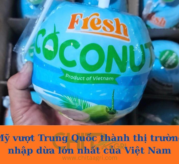 Dừa xuất khẩu bứt phá – Lựa chọn đóng gói an toàn với dây đai nhựa PP Chita Agri