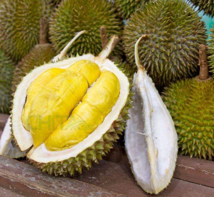 Tiêu chuẩn xuất khẩu sầu riêng sang Trung Quốc & EU – Giải pháp đáp ứng