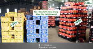 Sầu riêng được đóng thùng bằng Dây Đai Chita Agri