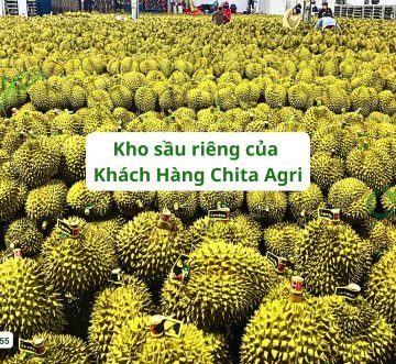 Lý do Doanh nghiệp Xuất khẩu Sầu riêng “chọn mặt gửi vàng” Dây Đai Chita Agri