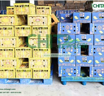 Tiêu Chuẩn Chọn Dây Đai Nhựa PP Chất Lượng Cho Đóng Gói – Vận Chuyển Hiện Đại