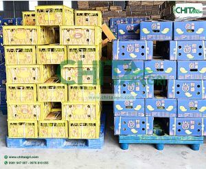 máy đóng đai nhựa Harumi QH 305P được Nhựa Chí Thành BC phân phối