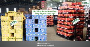 Nhựa Chí Thành BC đồng hành cùng nhà vườn, hợp tác xã và doanh nghiệp trong hoạt động đóng gói – vận chuyển – xuất khẩu hàng hóa.