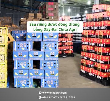 Từ vườn đến cửa khẩu: Túi lưới đựng sầu riêng và dây đai đóng sầu riêng hỗ trợ xuất khẩu như thế nào?