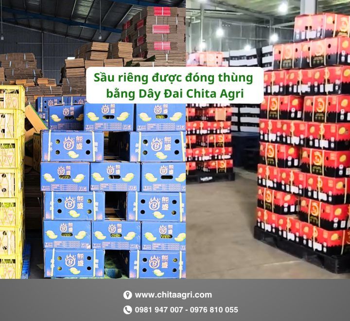 Từ vườn đến cửa khẩu: Túi lưới đựng sầu riêng và dây đai đóng sầu riêng hỗ trợ xuất khẩu như thế nào?