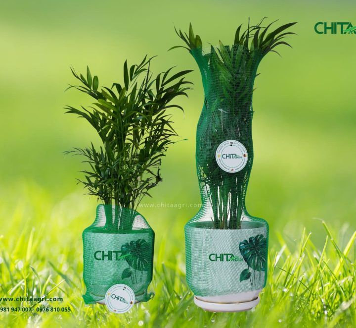 Lưới bọc chậu cây là gì? Công dụng và lý do nhà vườn ngày càng ưu tiên sử dụng