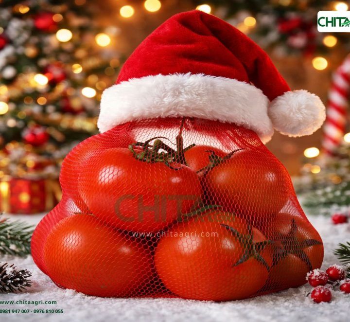Xuất khẩu cao điểm mùa Noel: Chọn túi lưới đựng cà chua nào để chạy ổn định trong container lạnh?