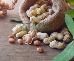 Đậu phộng - loại nông sản "khó tính" khi bảo quản và vận chuyển. Dùng Túi Lưới Nhựa Trong Đóng Gói Đậu Phộng – Tại Sao Luôn Được Ưu Tiên Hơn Bao PP và Bao Nilon?