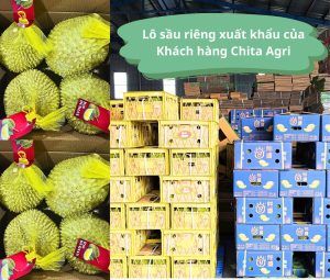 Túi lưới đựng trái cây Chita Agri kết hợp rổ nhựa & thùng carton