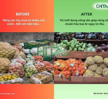 Túi lưới đựng nông sản – Chuẩn đóng gói thống nhất cho Hợp tác xã & Doanh nghiệp khi thu mua từ nhiều nhà vườn