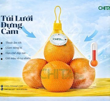 Túi Lưới Đựng Cam Có Giúp Trái Cam Tươi Lâu Hơn Không? Phân Tích Từ Thực Tế Mùa Vụ