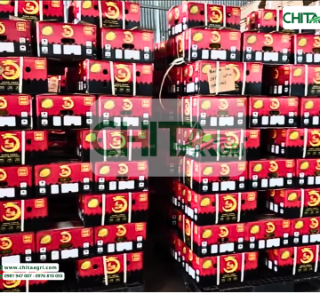 Vì sao dây đai nhựa giúp tiết kiệm chi phí đóng gói hiệu quả?