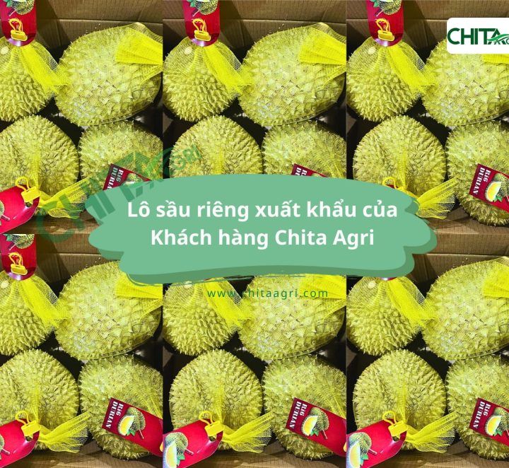 Vì sao cần đóng gói sầu riêng cẩn thận trước khi xuất khẩu?