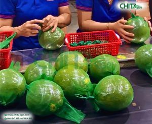 Túi lưới Chita Agri hỗ trợ phân loại và đóng gói nhanh ngay tại vườn hoặc khu sơ chế. Túi nhẹ, dễ thao tác, phù hợp với quy trình đóng gói thủ công hoặc bán tự động.