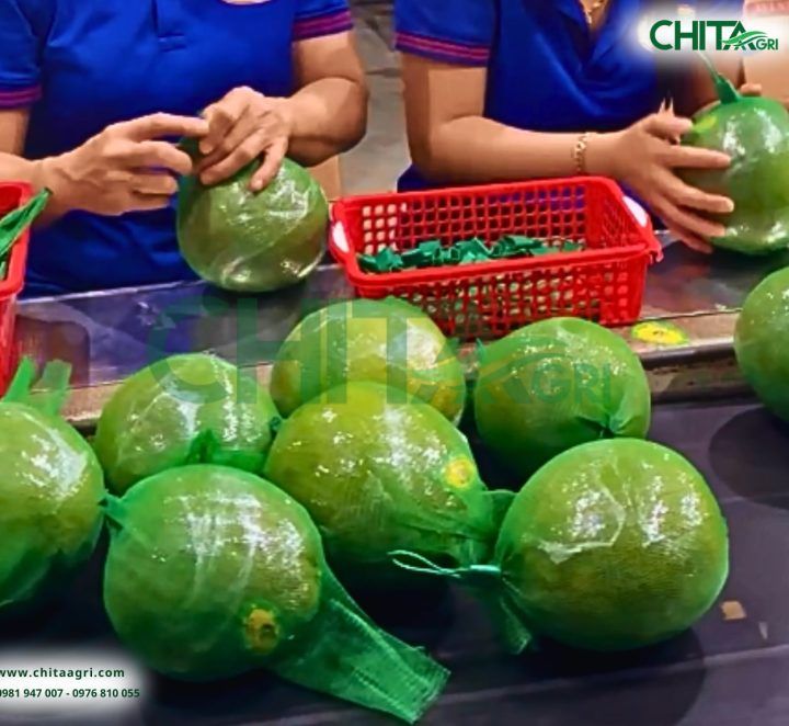 Quy trình đóng gói nông sản bằng túi lưới đúng kỹ thuật