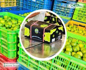 Dây đai nhựa Chita Agri giúp phân loại kiện hàng rõ ràng, đóng gói gọn gàng hơn để hàng hóa được xử lý nhanh và bán dễ hơn.