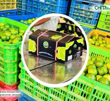 Dây Đai Nhựa Xuất Khẩu Cho Nông Sản: Những Yêu Cầu Quan Trọng Cần Biết