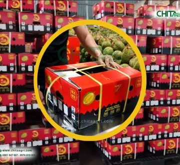 Cách Chọn Dây Đai PP Cho Hàng Xuất Khẩu