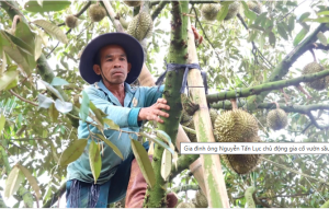 Gia đình ông Nguyễn Tấn Lục chủ động gia cố vườn sầu riêng trước mùa mưa. Ảnh: Tuấn Anh.