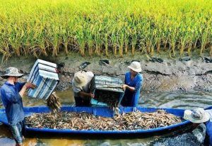 Mô Hình Lúa – Tôm: Cách Nông Nghiệp Miền Tây Thích Ứng Với Nước Mặn