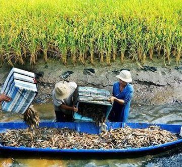 Mô Hình Lúa – Tôm: Cách Nông Nghiệp Miền Tây Thích Ứng Với Nước Mặn