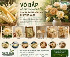Vỏ bắp: từ phụ phẩm thành nguyên liệu sản xuất ra các sản phẩm thương mại có giá trị cao