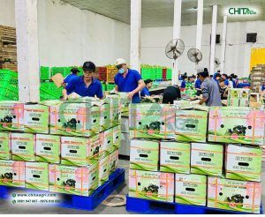 Đóng thùng carton nhanh chóng và chắc chắn với Dây đai nhựa Chita Agri và Máy đóng dây đai Chali JN740