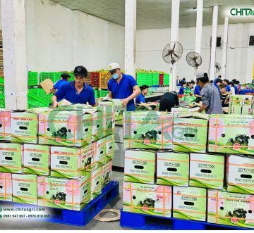 Thiết Kế Bao Bì Nông Sản Thế Nào Để Tối Ưu Chi Phí Vận Chuyển?